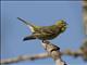 European Serin (Serinus serinus)