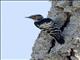 Lesser Spotted Woodpecker (Dendrocopos minor)