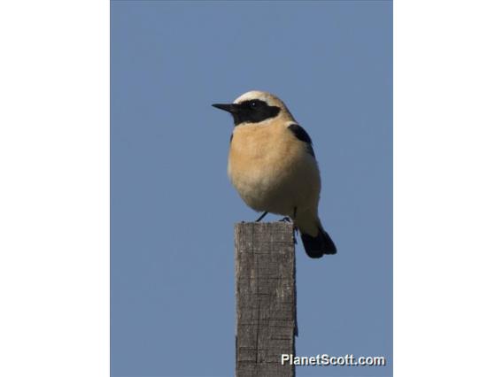 Western Black-eared Wheatear (Oenanthe hispanica)