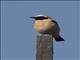 Black-eared Wheatear (Oenanthe hispanica)