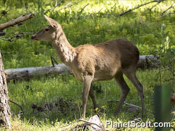 Red Deer (Cervus elaphus)