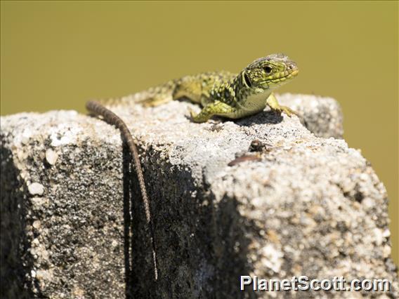 Ocellated Lizard (Timon lepidus)