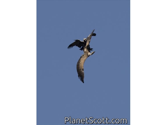 Spanish Eagle (Aquila adalberti)