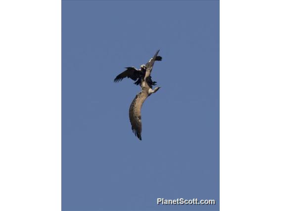 Spanish Imperial Eagle (Aquila adalberti)