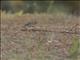 Wood Lark (Lullula arborea)