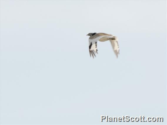 Little Bustard (Tetrax tetrax)