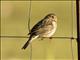 Corn Bunting (Emberiza calandra)