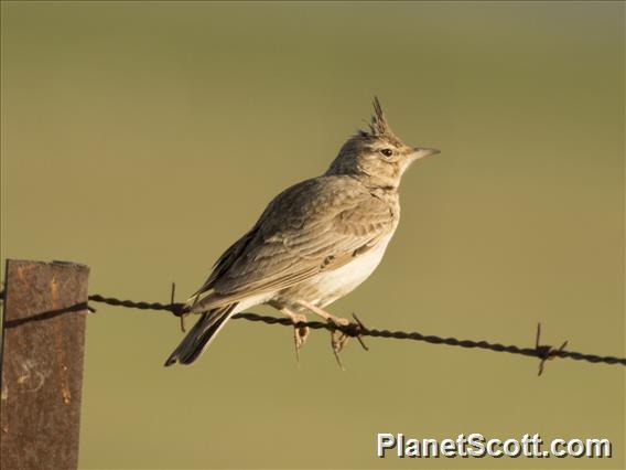 Crested Lark (Galerida cristata)