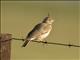 Crested Lark (Galerida cristata)