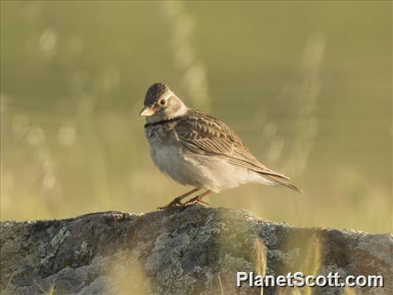 Calandra Lark (Melanocorypha calandra)