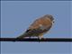 Lesser Kestrel (Falco naumanni)