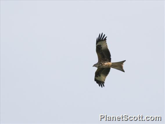 Red Kite (Milvus milvus)