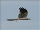 Montagus Harrier (Circus pygargus) - Male