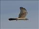 Montagus Harrier (Circus pygargus) - Female