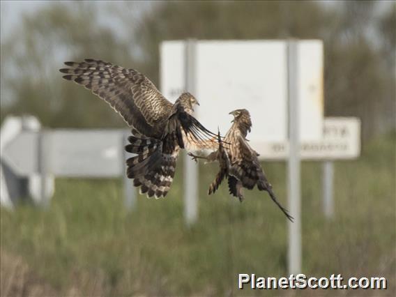 Montagu's Harrier (Circus pygargus)