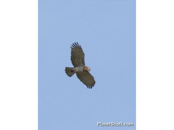 Short-toed Eagle (Circaetus gallicus)