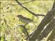 Willow Warbler (Phylloscopus trochilus)