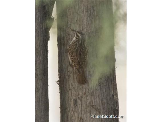 Short-toed Treecreeper (Certhia brachydactyla)