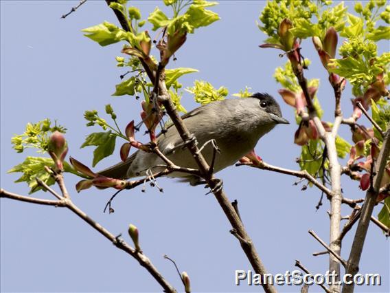 Eurasian Blackcap (Sylvia atricapilla)