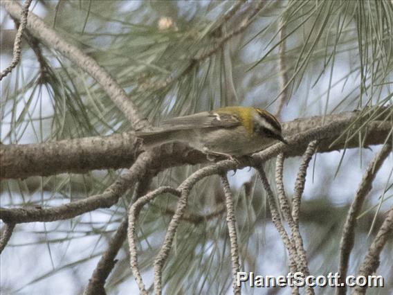 Firecrest (Regulus ignicapilla)