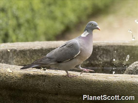 Common Wood-Pigeon (Columba palumbus)