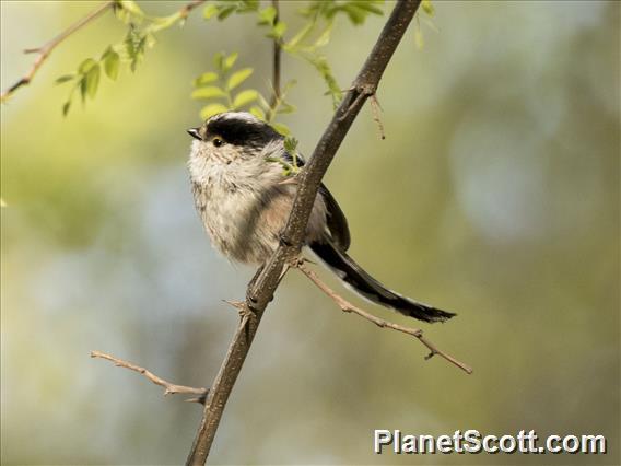 Long-tailed Tit (Aegithalos caudatus)