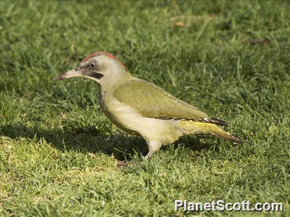 Iberian Green Woodpecker (Picus sharpei)