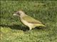 Iberian Green Woodpecker (Picus sharpei)