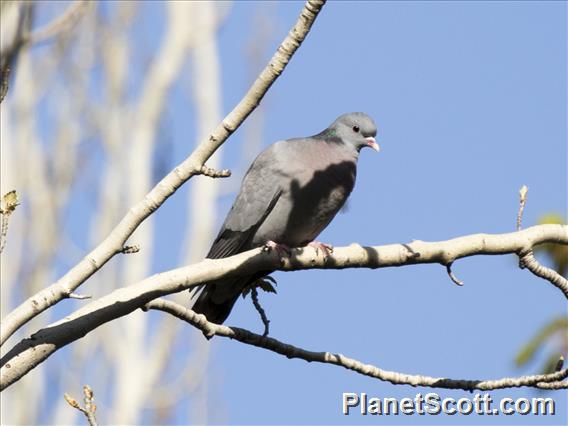 Stock Dove (Columba oenas)