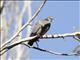 Stock Dove (Columba oenas)