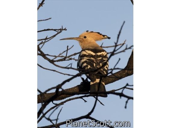 Common Hoopoe (Upupa epops)