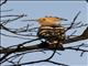 Eurasian Hoopoe (Upupa epops)