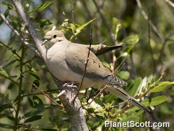 Mourning Dove (Zenaida macroura)