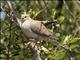 Mourning Dove (Zenaida macroura)