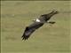 Osprey (Pandion haliaetus)