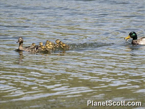 Mallard (Anas platyrhynchos)