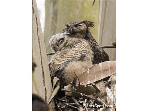 Great Horned Owl (Bubo virginianus)