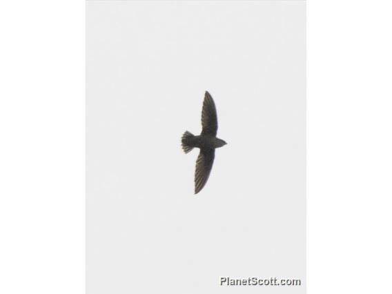 Chimney Swift (Chaetura pelagica)