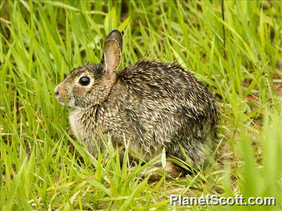 Eastern Cottontail (Sylvilagus floridanus)