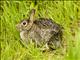 Eastern Cottontail (Sylvilagus floridanus)