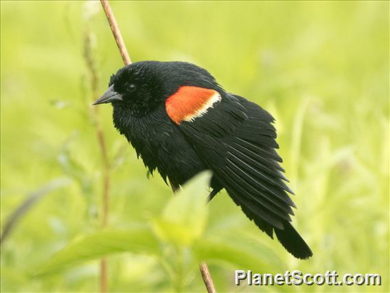 Red-winged Blackbird (Agelaius phoeniceus)