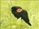 Red-winged Blackbird (Agelaius phoeniceus)