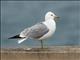 Ring-billed Gull (Larus delawarensis)