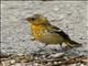 Baltimore Oriole (Icterus galbula)