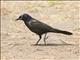 Common Grackle (Quiscalus quiscula)