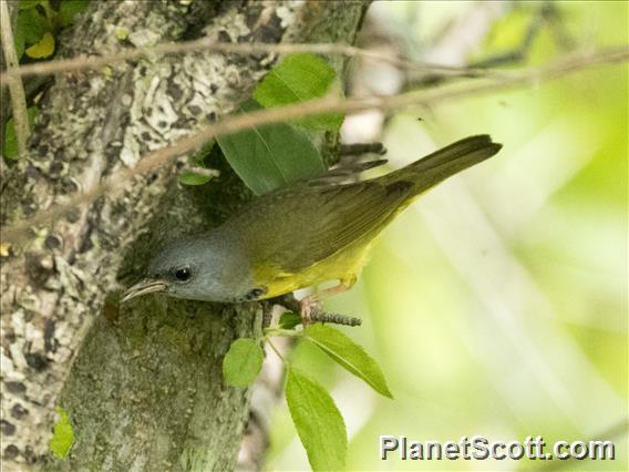 Mourning Warbler (Geothlypis philadelphia)