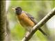 American Robin (Turdus migratorius)