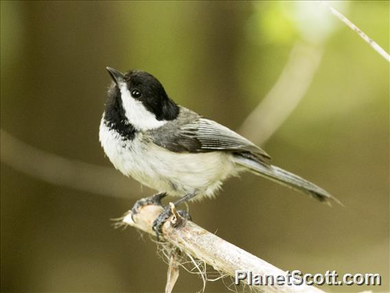 Black-capped Chickadee (Poecile atricapillus)