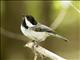 Black-capped Chickadee (Poecile atricapillus)