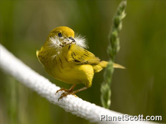 Yellow Warbler (Setophaga petechia)